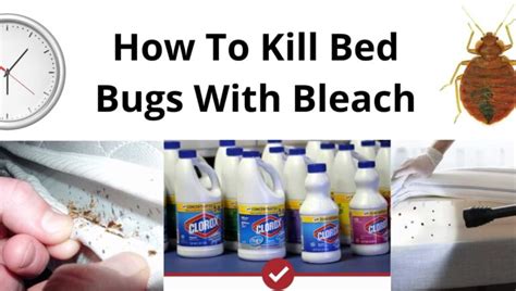 Will bleach kill bed bugs - Pure bleach will kill spiders if it is applied directly to the insects. The easiest way to use bleach is to mix it with water in a spray bottle. Bleach also works to remove spider ...